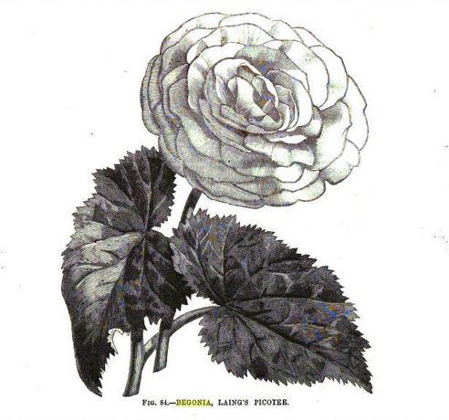 B. ‘Laing's Picotee’